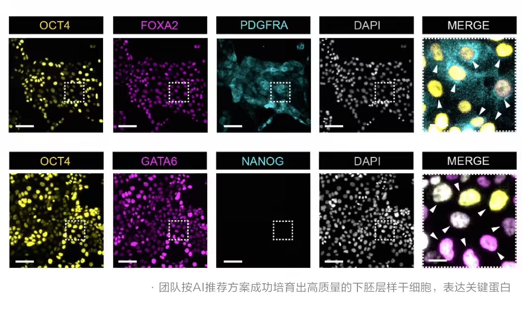 干细胞AI模型“归元” - 面向干细胞重编程的AI预测模型
